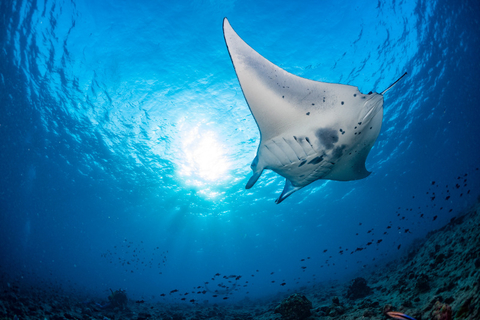 Manta Ray-Andrea Izzotti/iStockGettyImagesPlus/GettyImages Manta Ray